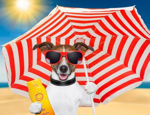 8 dicas para cuidar melhor do seu cachorro no verão