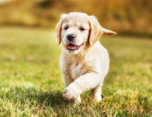 Conheça as principais doenças que afetam os cachorros no verão
