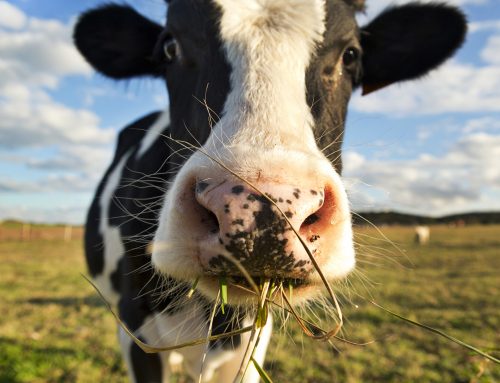 5 opções para acabar com o carrapato no rebanho